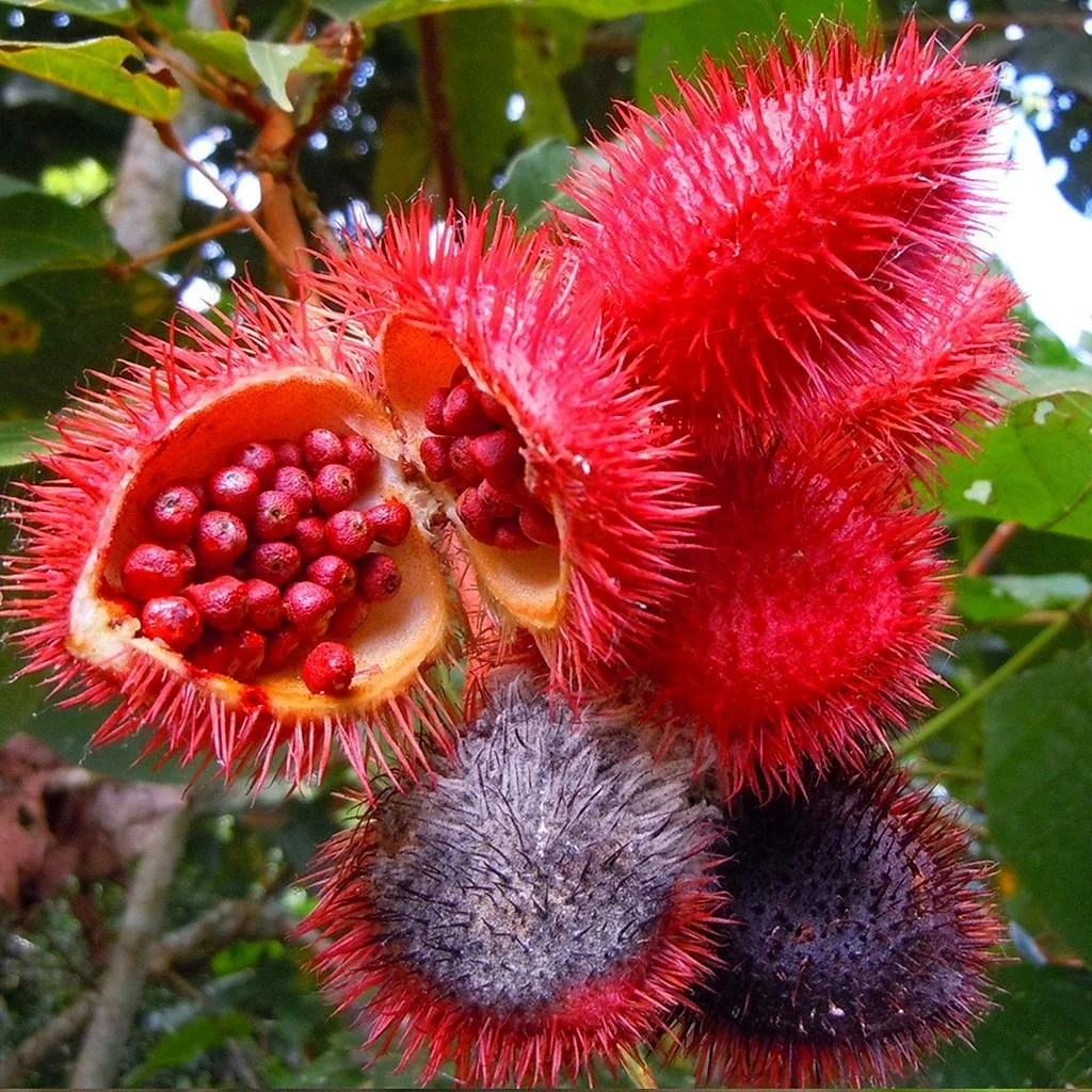 <p>A Latin American spice from the seeds of the achiote tree (annatto) giving dishes a red-orange colour and earthy, peppery edge; used to marinate chicken arepa.</p>