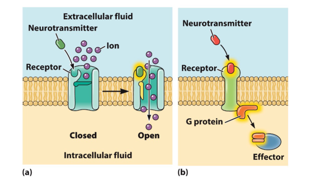 <p>Correctly identify each receptor type</p><p>Inotropic </p><p>Metabotropic</p>