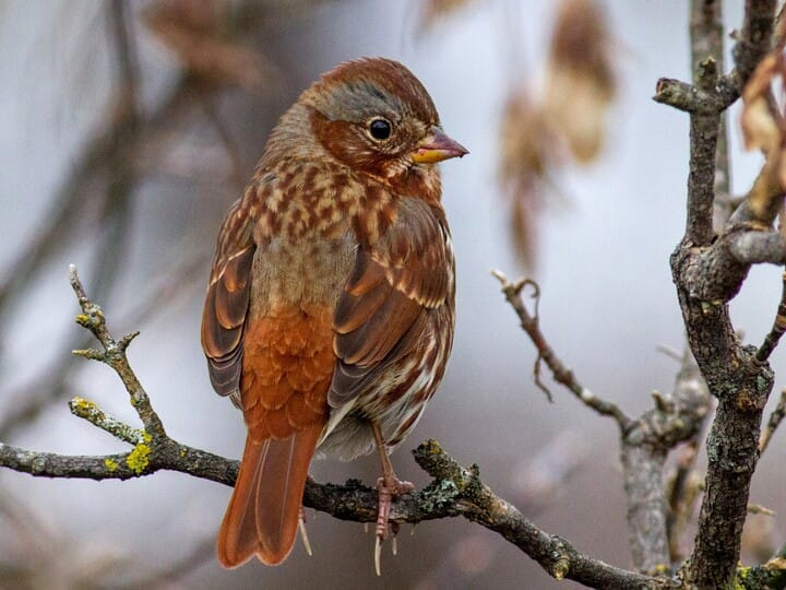 <p>fox sparrow </p><p>big sparrow<br>gray w/ rusty streaks</p>