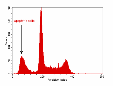 <ul><li><p><span style="line-height: 20.85px;">During apoptosis, calcium and magnesium-dependent nucleases are activated which degrade DNA and small fragments of DNA can leave the cell&nbsp;</span></p></li><li><p><span style="line-height: 20.85px;">This will result in the cell taking up less stain due to having lost DNA</span></p></li><li><p><span style="line-height: 20.85px;">On a graph, this produces a new peak to the left of the G1 peak</span></p><ul><li><p>Called the sub G1 peak</p></li></ul></li></ul><p></p>