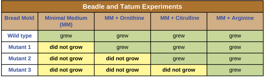 <p>The three mutants were exposed to minimal media + three different compounds, either arginine or one of its precursors in the biosynthesis pathway, and the following results were found.</p>