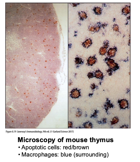 <p>for self MHC and fail positive selection</p><ul><li><p>microscopy of mouse hymus has more apoptotic cells than macrophages blue</p></li></ul><p></p>