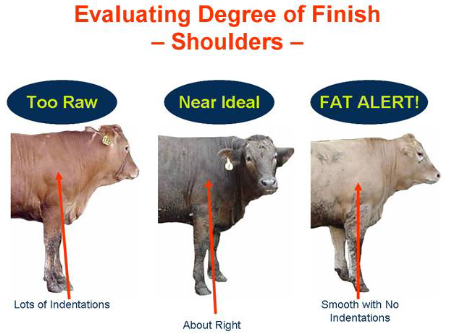 <p>Fat stores present in animals that are essential for life</p><p>Internal fat depots protect vital organs</p><p>Fat cells can expand or shrink depending on amount of lipid stored in them</p><p>Fat gets deposited when energy inputs exceed energy requirements → Extra energy as fat</p>