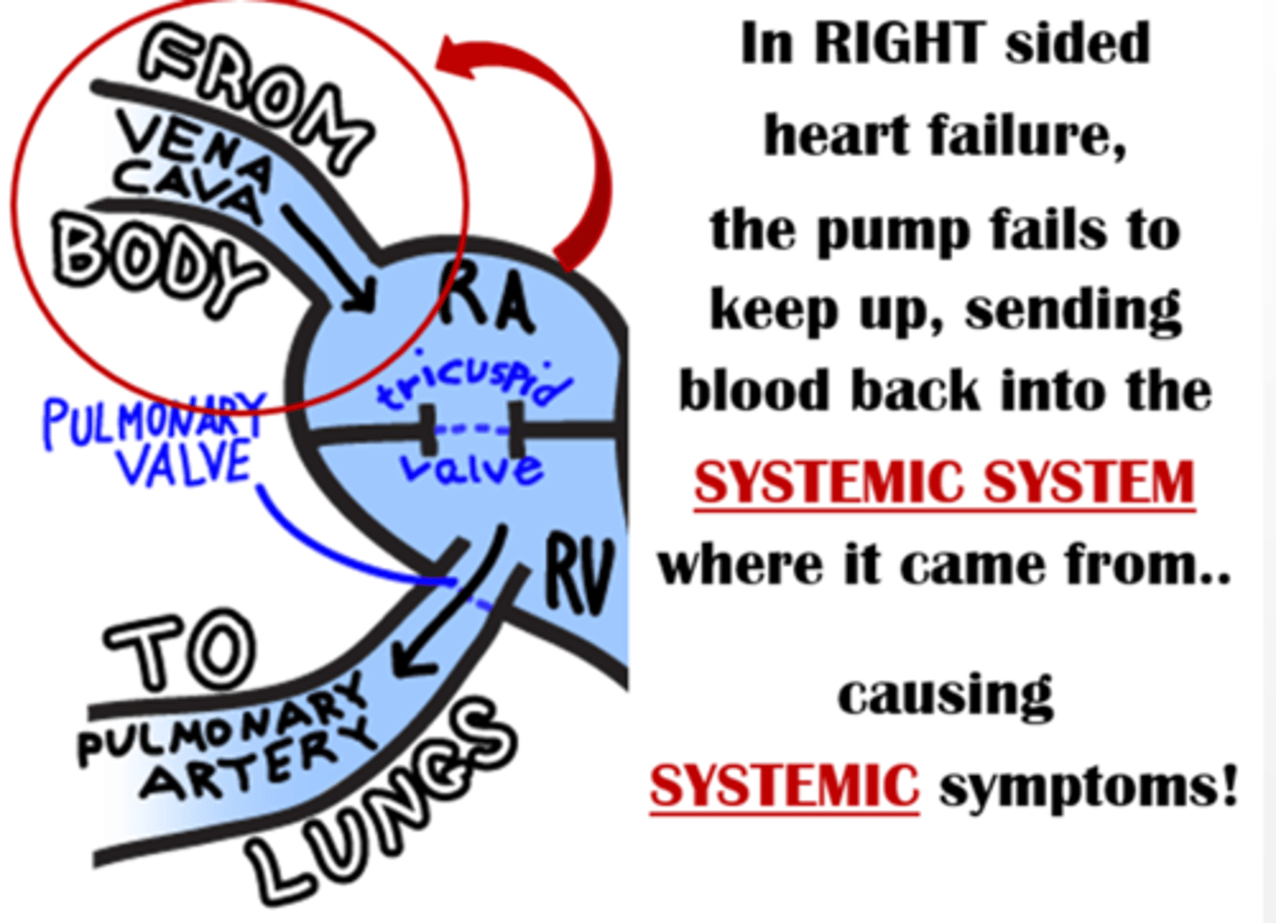 <p>D) The right side of the heart fails to pump blood to the lungs, so it backs up and goes to the body</p>