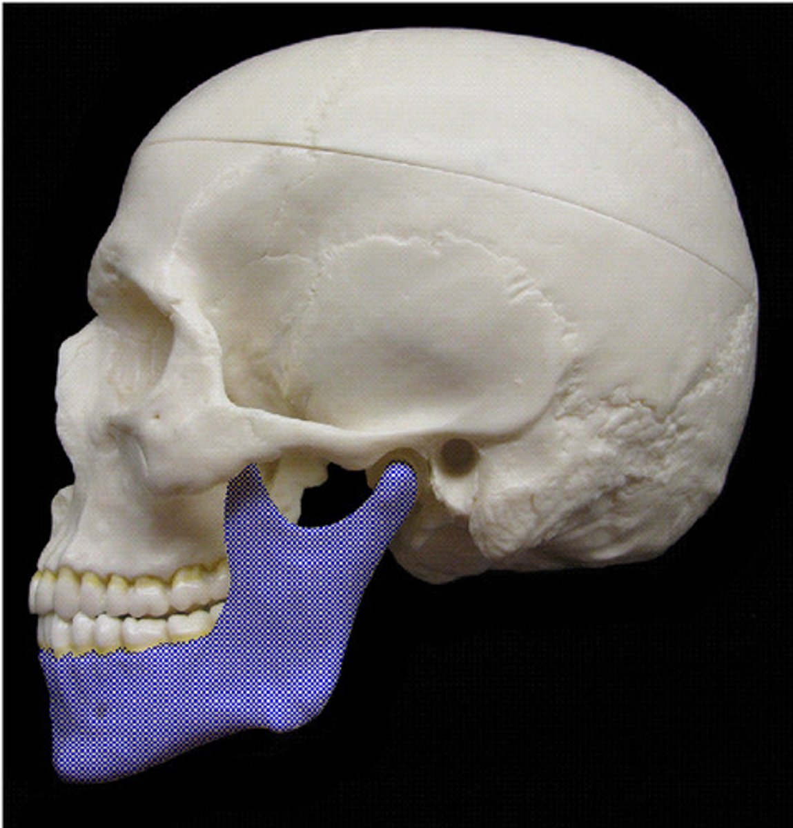 <p>ID the highlighted bone</p>