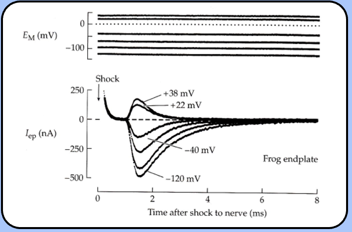 <p><span style="font-family: "Helvetica Light";">&nbsp;- if the membrane potential is held constant by a voltage-clamp circuit, a shock to the nerve elicits a postsynaptic current called the <em><u>end plate current</u></em> (EPC).</span></p>