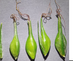 <p><span><strong>Cyperaceae</strong></span></p>