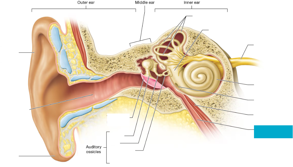 <p>Tube that connects the middle ear to the throat to equalize air pressure</p>