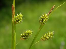 <p>Blekstarr - Carex pallescens</p>