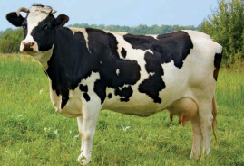 <p>Holstein-Friesian </p>
