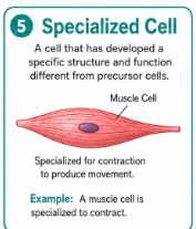 <p>A cell that has developed a certain structure so it can perform a certain job.<br>Example: A muscle cell is specialized to contract.</p>