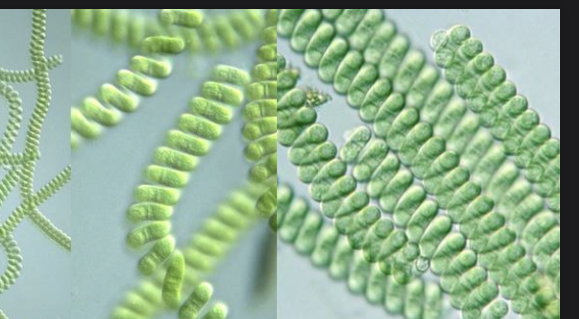 <p>Deblo razred red rod slika</p>