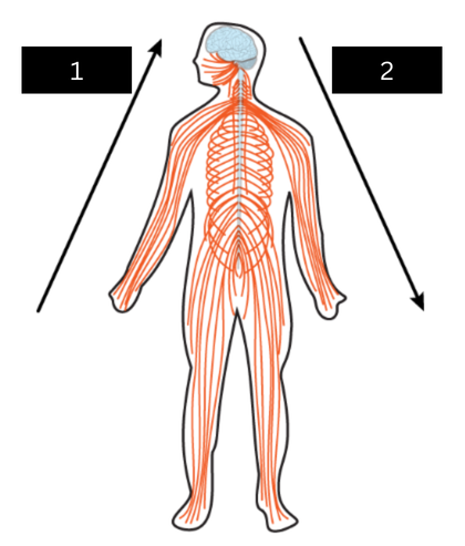 <p>what is figure 1</p>
