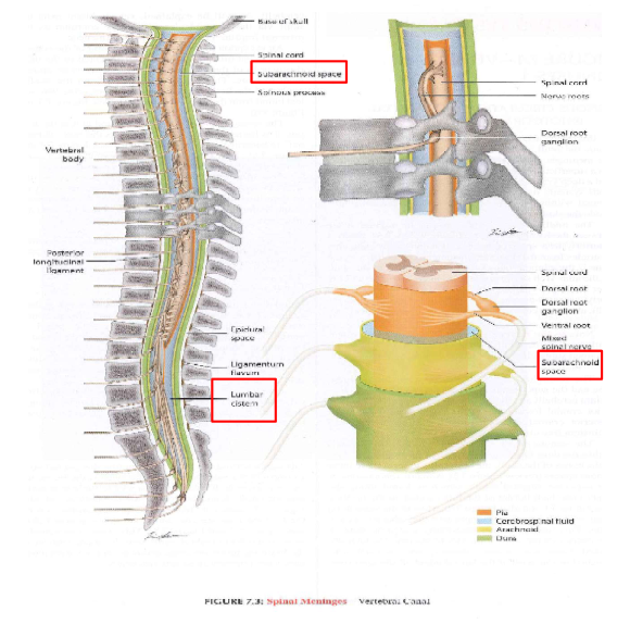 <p>Lumbar cistern - area they aim for when taking CSF sample (cauda equina area)</p>