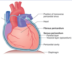 <p>serosa surrounding the heart</p>