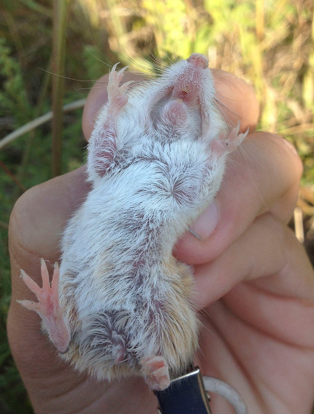 <p>Heteromyidae</p><p>Perognathus flavescens (silky pocket mice / 4)</p>