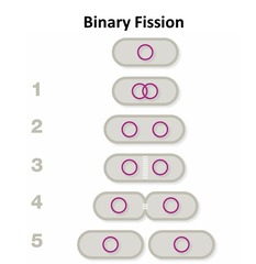 <p>daughter cells separate</p>