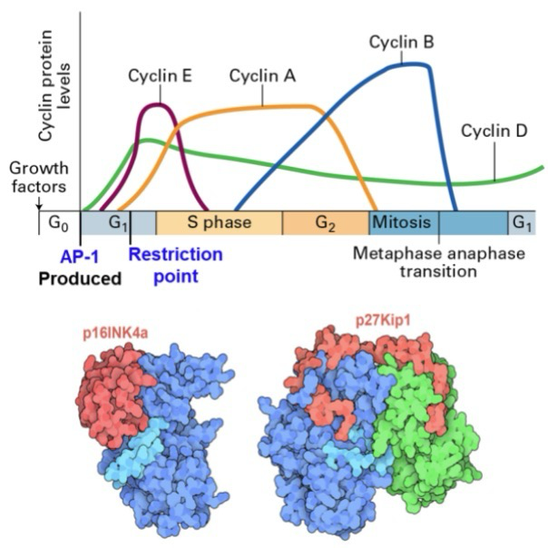<p><strong>Restriction point:</strong> Checkpoint before <strong>DNA replication</strong> (Between G1 and S); If a cell passes this point, it is committed to S phase and cellular division</p><p>At this point cyclin-dependent kinase activity inhibitors are expressed in <strong>G1</strong> termed <strong>CDK inhibitors (CKI)</strong></p><ul><li><p><strong>Inhibitor of cdk4 (INK4)</strong> proteins bind to CDK4/6 in 1:1 stoichiometry, blocking cyclin D binding; (Ex, p16INK4a and p14ARF)</p></li><li><p><strong>CDK interacting protein (CIP) </strong>binds to and inhibits the activities of intact (Active) CDK-cyclin complexes; (Ex, <strong>p21</strong> and p27)</p></li></ul><p>Overall works to inhibit S phase/cellular division</p>