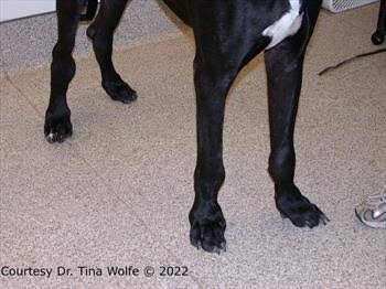<p>IMMUNE MEDIATED POLYARTHRITIS (IMPA)</p>