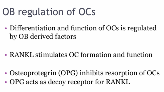 <ul><li><p>Differentiation and function is regulated through OB derived factors (RANKL M-CSF)</p></li><li><p>RANKL stimulated formation and function of OCs</p></li><li><p>OPG by acting as a decoy receptor for the RANKligan</p></li></ul><p></p>