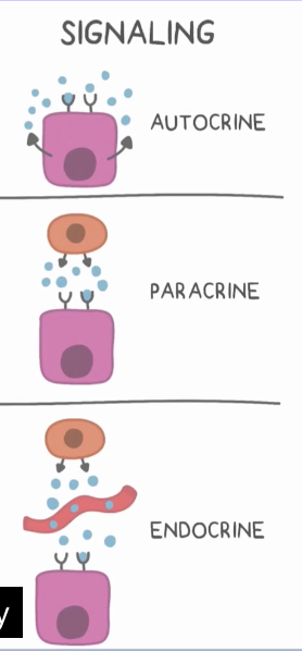 <p>Hormones secreted to neighboring cells </p>