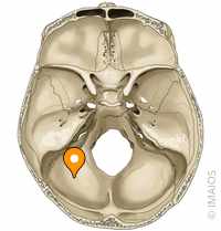 Two indentations on the superior/internal surface of the occipital bone that house the cerebellum. They are located posterior to the foramen magnum. Clue: cerebellum = posterior fossa.