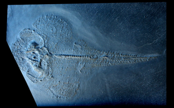 <ul><li><p>lower devonian </p></li><li><p>EU, germany </p></li><li><p>rare</p></li></ul><p></p>