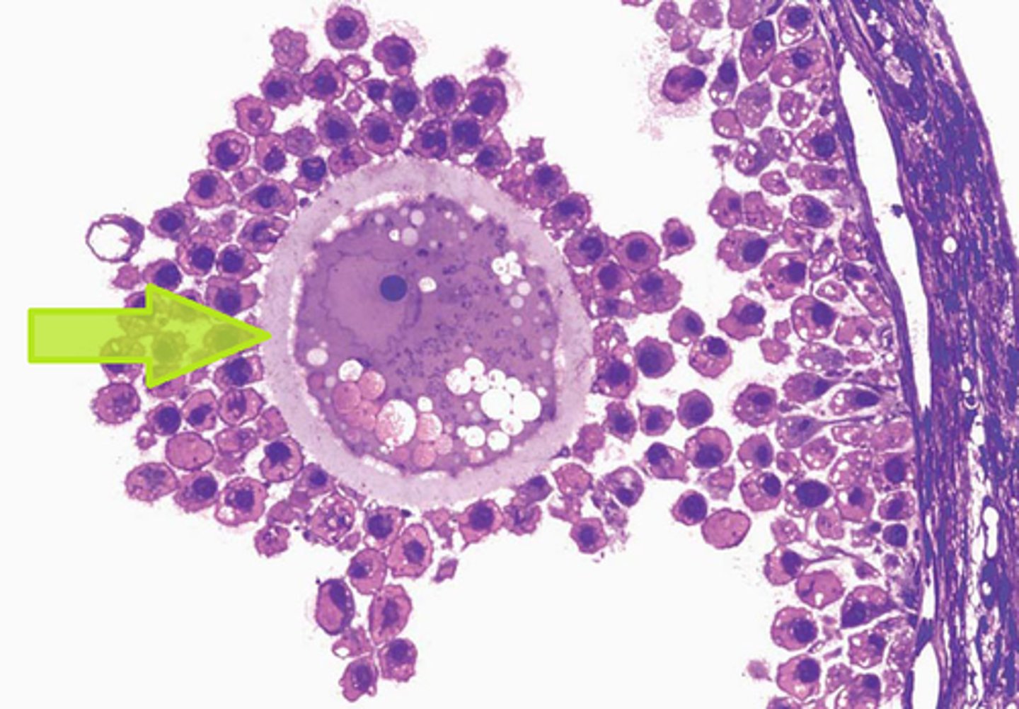 <p>A thick, transpartent coating rich in glycoproteins that surrounds an oocyte.</p>