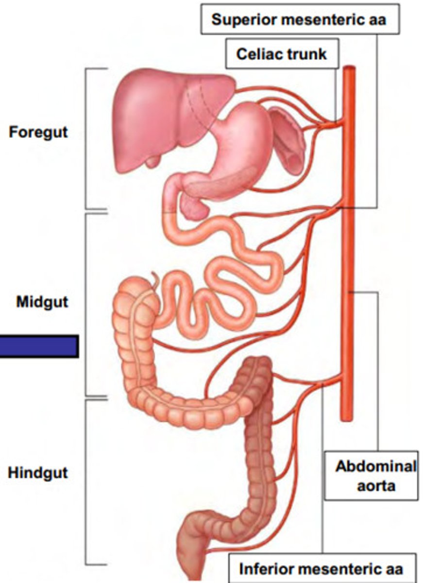 <p>what does the celiac ganglia and plexus innervate? </p>