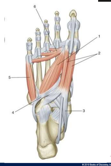 <p>What anatomical structure is identified by the number 5?</p>