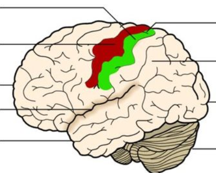 <p>Identify the green region (name and function)</p>