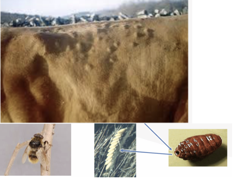 <p>What is this fly’s genus?</p>
