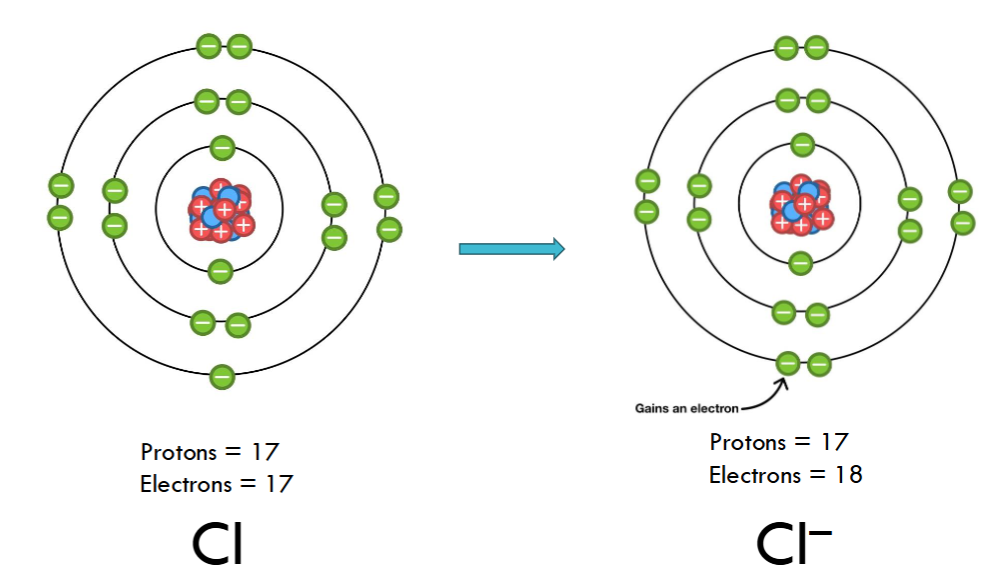 <p>anions</p>
