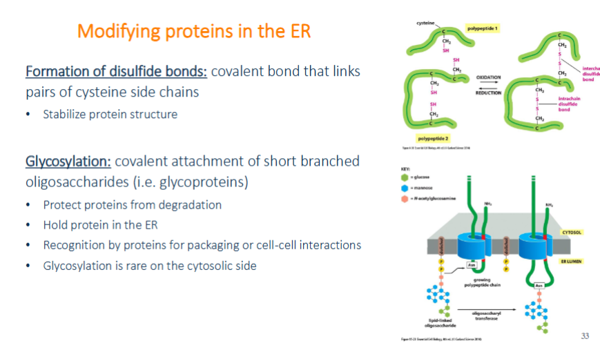 <p>formation of disulfide bonds: covalent bonds that link paris of cysteine side chains and stablize protein structures </p><p>glycosylation: covalent attachments of short branched oligosaccharides (glycoproteins). protects from degredation, hold protein in the er, recognition by proteins for packaging or cell-cell interactions, glycosylation is rare on the cytosolic side</p>