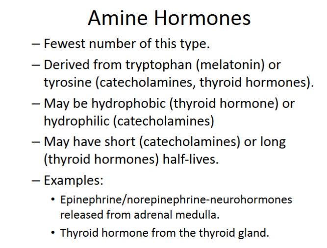 <p>all come from tyrosine</p>
