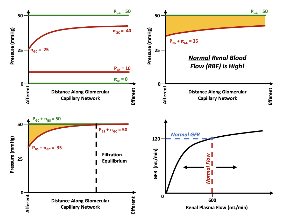 <p>What pressure remains constant along the glomerular capillary?</p>