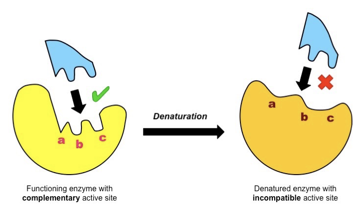<p><span>The secondary and/or tertiary structure of the protein is lost – the amino acid chains unravel.</span></p><p><span>This destroys the shape of the active site.</span></p><p><span>can no longer act as a catalyst.</span></p><p><span>-heat, extreme, ph, chemcials</span></p><p><span>irreversible</span></p><p></p>