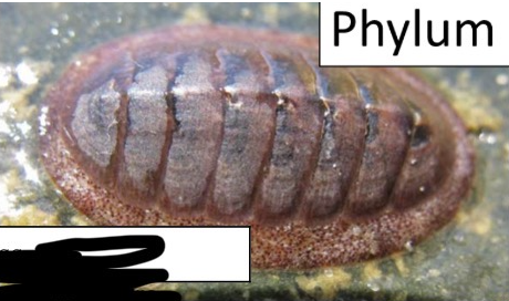 <p>Which class of phlyum mollusca is this in?</p>