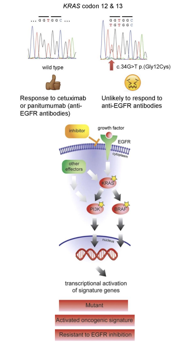 <p>The patient's activating KRAS G12C mutation will lead to activation of pathways downstream of KRAS, regardless of whether the EGF receptor is inhibited by Cetuximab. Therefore, Cetuximab treatment is unsuitable. It can be seen that activating mutations in PI3K and BRAF would have similar effects. </p><p>This underlines the importance of considering genes as part of pathways, rather than just in isolation, when we are considering the effect of particular mutations in cancer. </p>
