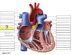 <p>partition between the right and left atria</p>