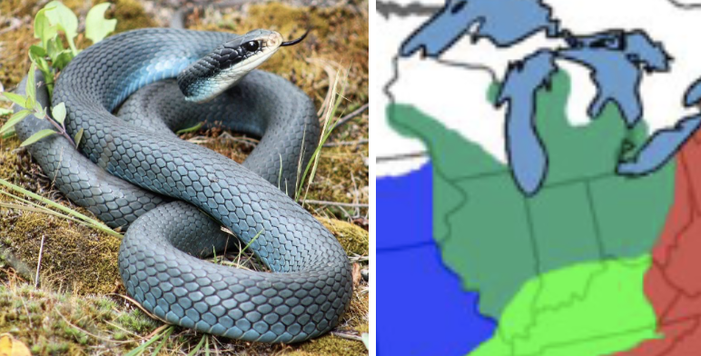 <ul><li><p><span style="background-color: transparent;"><strong>Habitat:</strong> </span><span>old fields, hedgerows, forest edges, occasional wetland areas, prefer more open spaces than rat snakes</span></p></li><li><p><span style="background-color: transparent;"><strong>Diet:</strong> </span><span>mammals up to small squirrels, birds, snakes</span></p></li><li><p><span style="background-color: transparent;"><strong>Characteristics:</strong> medium to large, slender and long, smooth scales, </span><span>blue-gray</span><span style="background-color: transparent;"> with white/cream belly and </span><span>black mask behind large eyes</span></p></li></ul><p></p>