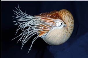 <p>What phylum, class, and subclass does this belong to?</p>