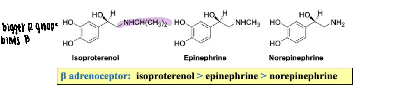 <p>What is the β-adrenoceptor agonist potency order?</p>