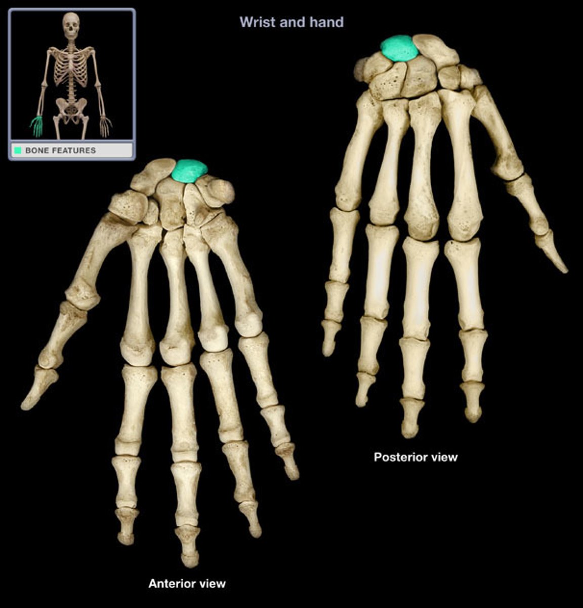 <p>Moves the LEAST in flexion/extension</p>