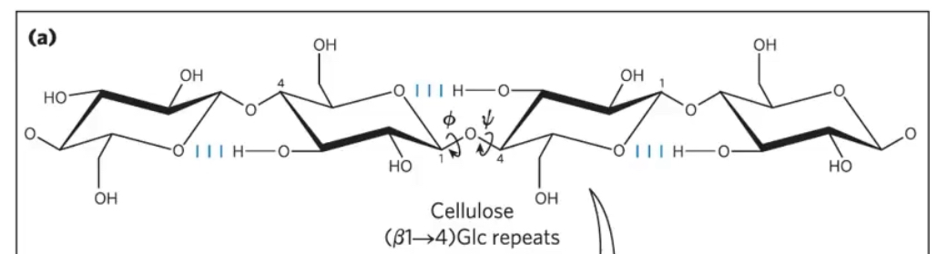 <p>a homopolysaccharide with a strructural role. It is tough, fiberoud, and water-insolule.</p><p>It has a linear, unbranched homopolysaccharide, consiting of D-glucose units.</p><p>Glucose residues have the beta configurations.</p><p>They are linked by (beta1→4) glycosidic bonds.</p><p>Animals do not have the vellulase enzyme to hydrolyze (beta 1→4) glycosidic bonds. Ruminants lke cows rely on the bacteria in their gut to break it down. Some insects like termites have cellulase.</p><p></p>