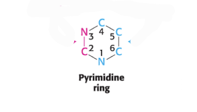 <p>List Where the Atoms in a Pyrimidine Structure comes from (1-6)</p>