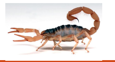 <p>name this animal</p>