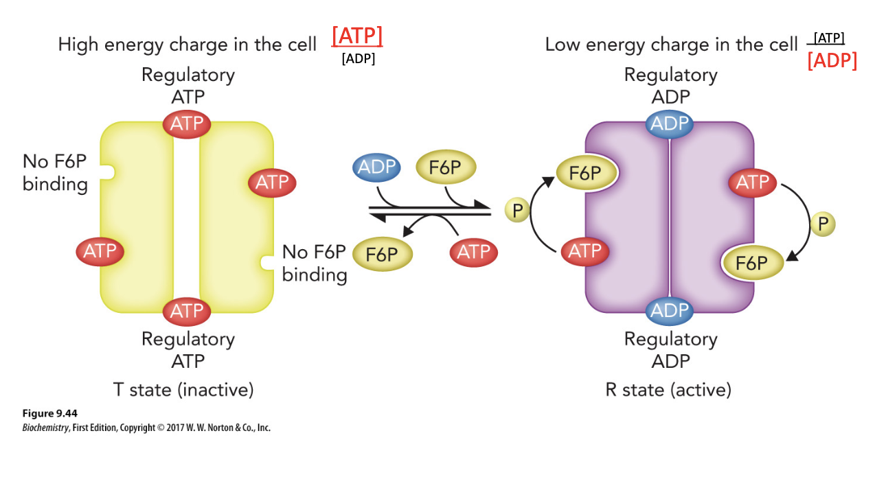 <p>When ATP binds the allosteric site, it triggers a conformational change in the enzyme — shifting it from the high-affinity R-state to the low-affinity T-state. In the T state, the enzyme's active site has much lower affinity for F6P, so the reaction slows down dramatically even though substrate is present.</p>
