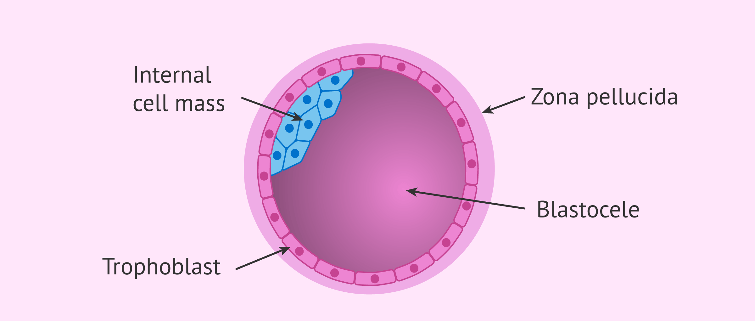 <p>germ sac</p>