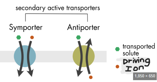 <p>two types of secondary active transport</p>